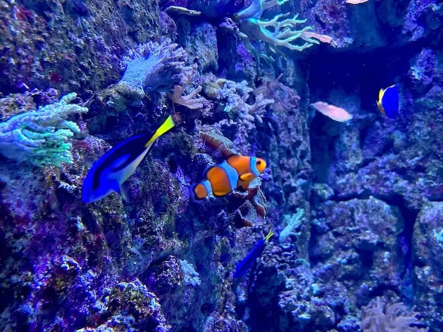 Poisson-clown dans l'Aquarium de Malte